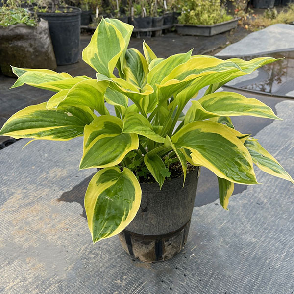 ギボウシ：ラストダンス3号ポット