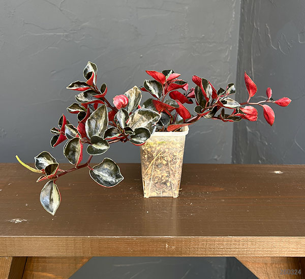 ぺぺロミア ：メタリカsp.　2.5号ポット26-01