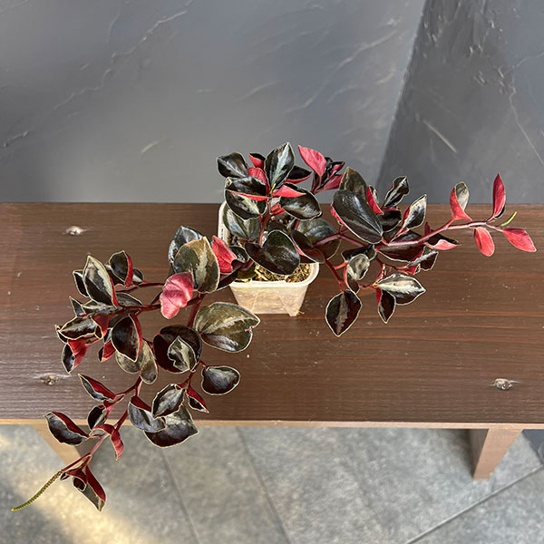 ぺぺロミア ：メタリカsp.　2.5号ポット26-01