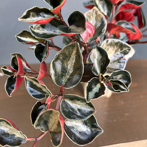 ぺぺロミア ：メタリカsp.　2.5号ポット26-01