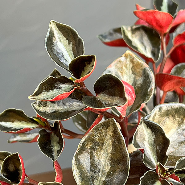 ぺぺロミア ：メタリカsp.　2.5号ポット26-01