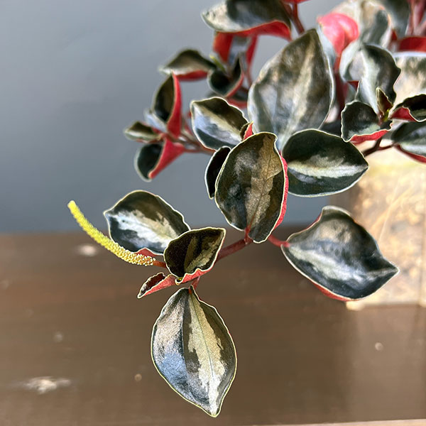 ぺぺロミア ：メタリカsp.　2.5号ポット26-01