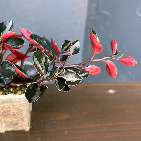 ぺぺロミア ：メタリカsp.　2.5号ポット26-01