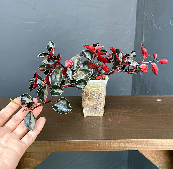 ぺぺロミア ：メタリカsp.　2.5号ポット26-01