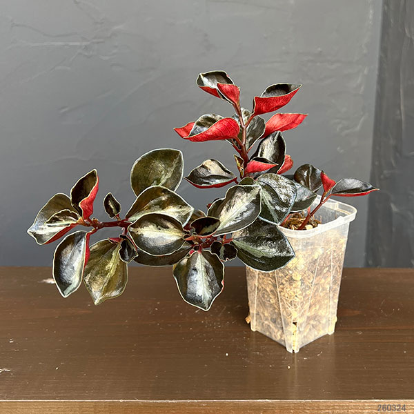 ぺぺロミア ：メタリカsp.　2.5号ポット26-02