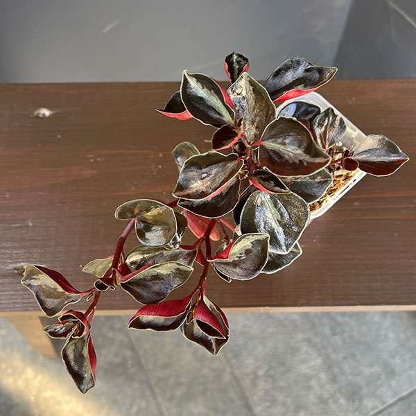 ぺぺロミア ：メタリカsp.　2.5号ポット26-02