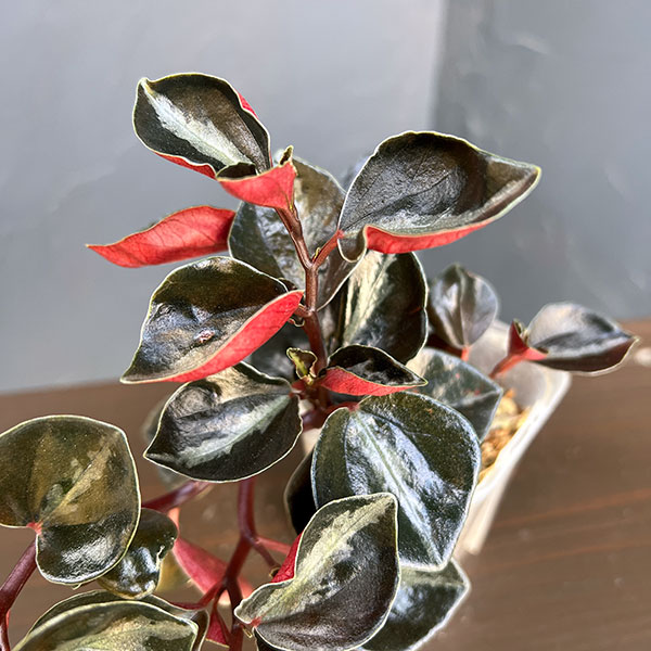 ぺぺロミア ：メタリカsp.　2.5号ポット26-02