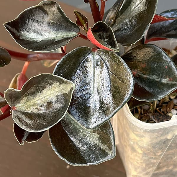 ぺぺロミア ：メタリカsp.　2.5号ポット26-02