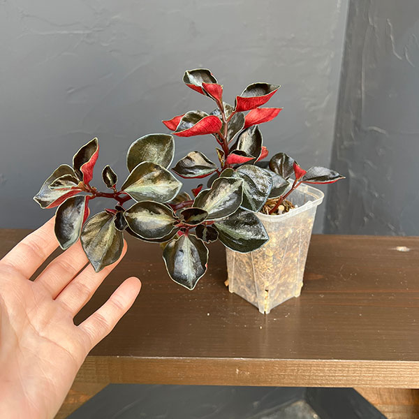 ぺぺロミア ：メタリカsp.　2.5号ポット26-02