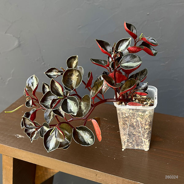 ぺぺロミア：メタリカsp.　2.5号ポット26-03