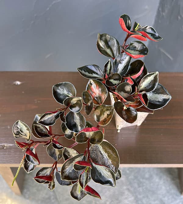 ぺぺロミア：メタリカsp.　2.5号ポット26-03