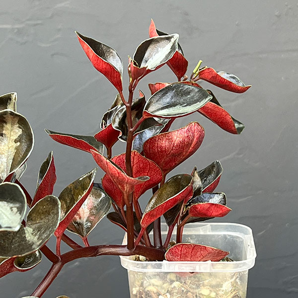 ぺぺロミア：メタリカsp.　2.5号ポット26-03