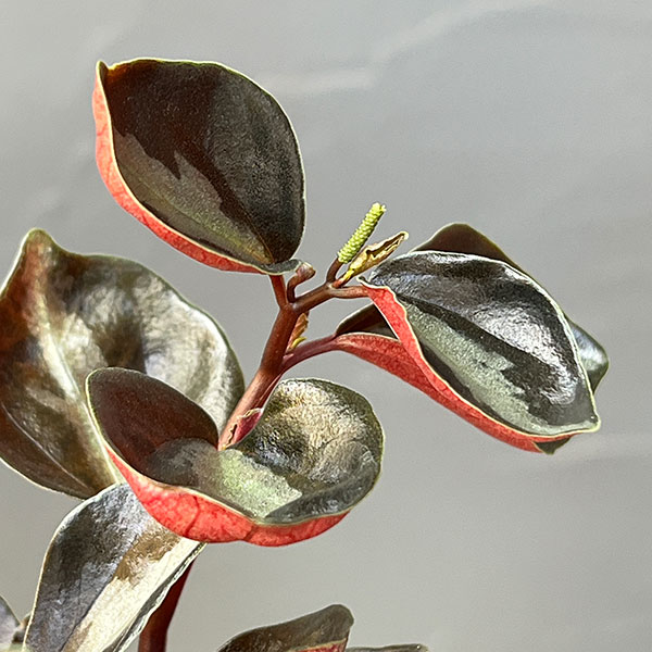 ぺぺロミア：メタリカsp.　2.5号ポット26-03