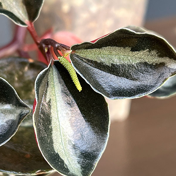 ぺぺロミア：メタリカsp.　2.5号ポット26-03