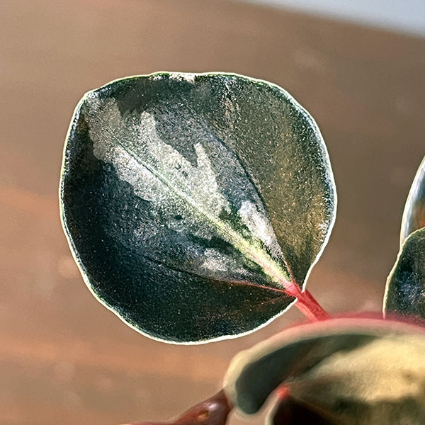 ぺぺロミア：メタリカsp.　2.5号ポット26-03