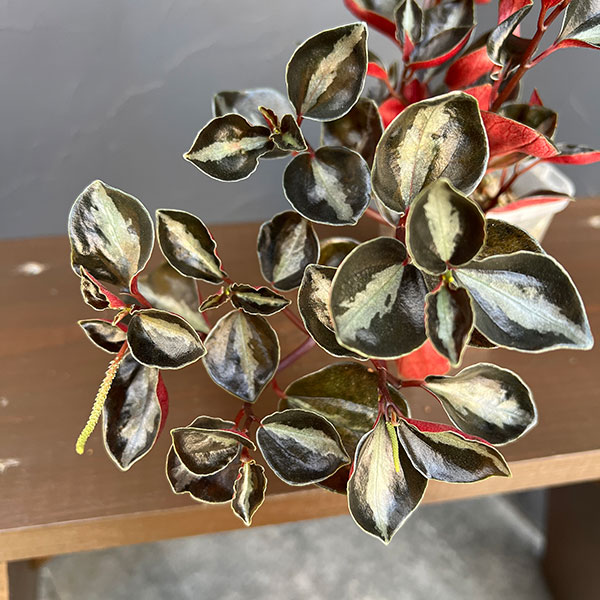 ぺぺロミア：メタリカsp.　2.5号ポット26-03