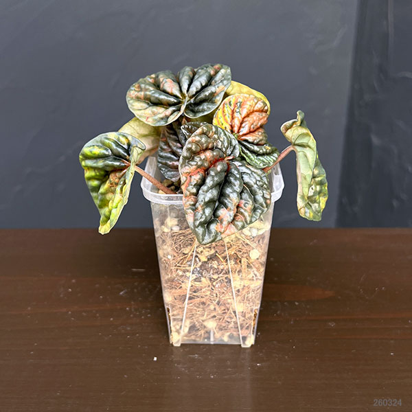 ぺぺロミア ：SANGO　2.5号ポット26-03