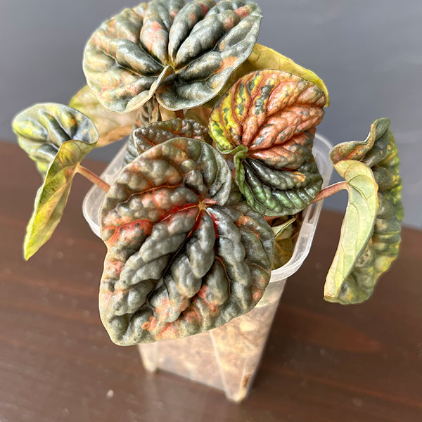 ぺぺロミア ：SANGO　2.5号ポット26-03