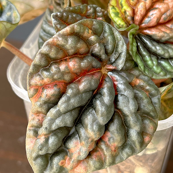 ぺぺロミア ：SANGO　2.5号ポット26-03