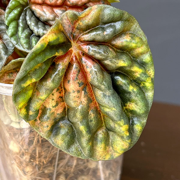 ぺぺロミア ：SANGO　2.5号ポット26-03