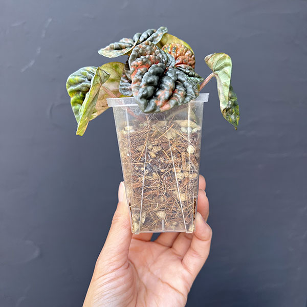 ぺぺロミア ：SANGO　2.5号ポット26-03