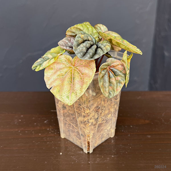 ぺぺロミア ：SANGO　2.5号ポット26-02