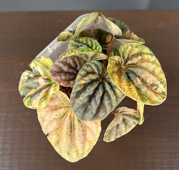 ぺぺロミア ：SANGO　2.5号ポット26-02