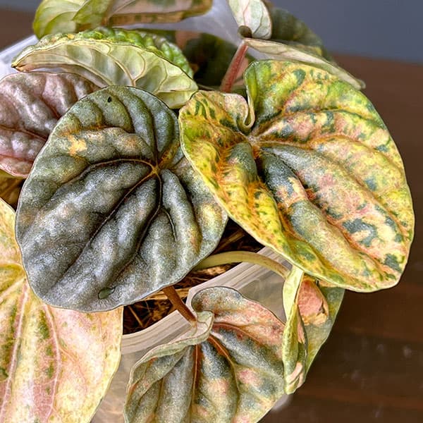 ぺぺロミア ：SANGO　2.5号ポット26-02