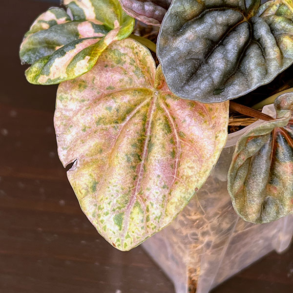 ぺぺロミア ：SANGO　2.5号ポット26-02