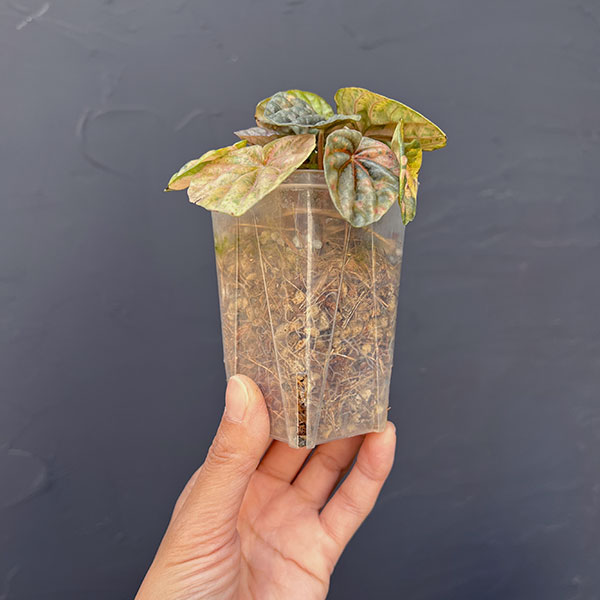 ぺぺロミア ：SANGO　2.5号ポット26-02