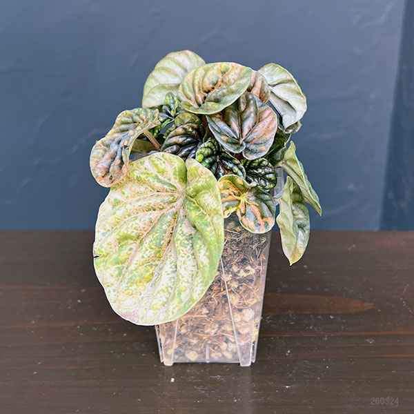 ぺぺロミア ：SANGO　2.5号ポット26-01