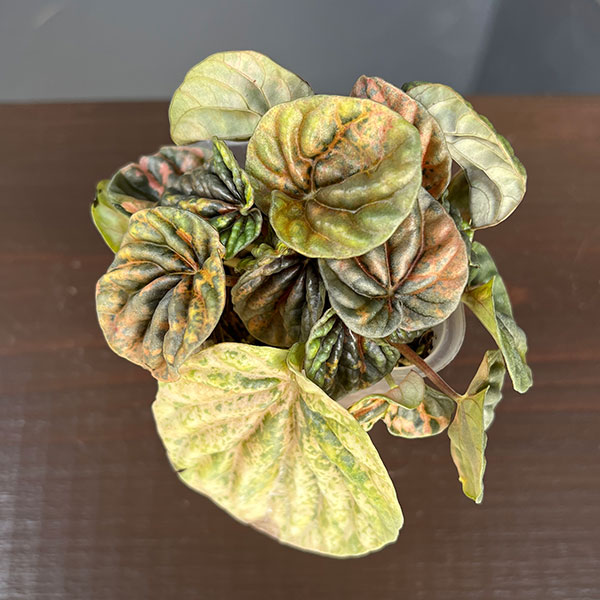 ぺぺロミア ：SANGO　2.5号ポット26-01