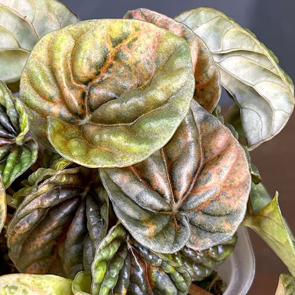 ぺぺロミア ：SANGO　2.5号ポット26-01