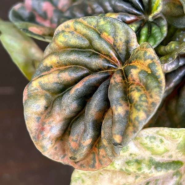 ぺぺロミア ：SANGO　2.5号ポット26-01