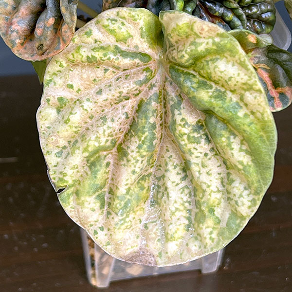 ぺぺロミア ：SANGO　2.5号ポット26-01