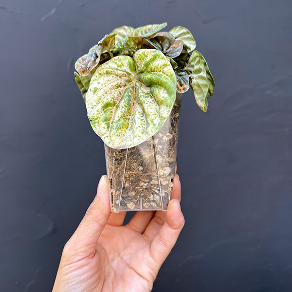 ぺぺロミア ：SANGO　2.5号ポット26-01