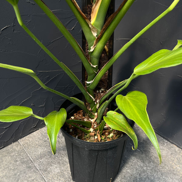モンステラ:ディセラータ バールマルクスフレーム 7号鉢植え26-01