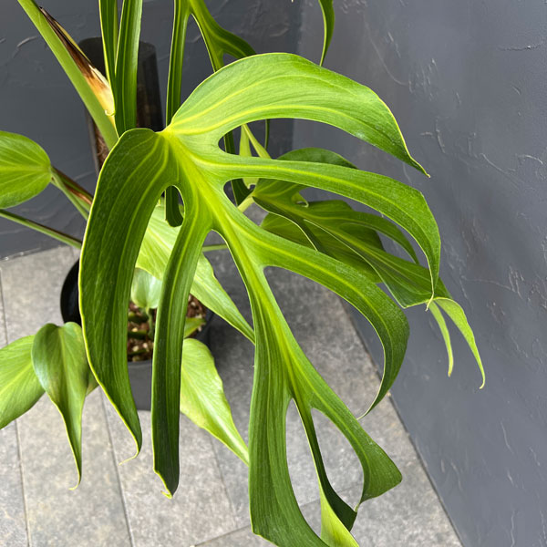 モンステラ：ディセラータ　バールマルクスフレーム　7号鉢植え26-02