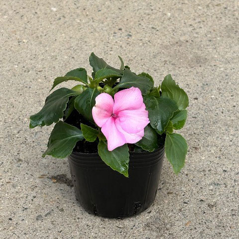 [26年4月上旬予約]インパチェンス：ビーコン　ライトピンク3-3.5号ポット