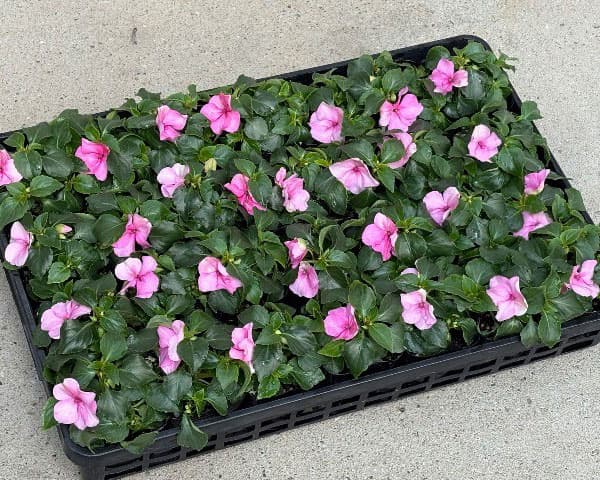 [26年4月上旬予約]インパチェンス：ビーコン　ライトピンク3-3.5号ポット