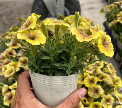 ペチュニア：マチュアアプリコット3号ポット