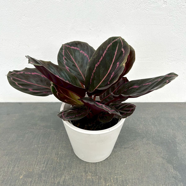 カラテア：ドッティ　4号鉢入り　鉢カバー付き(樹脂製鉢カバー・シティローMホワイト)