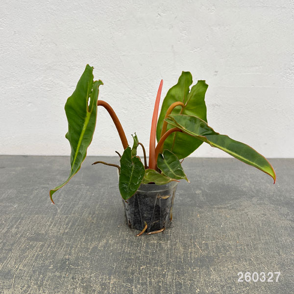 フィロデンドロン：ビレッティア　 2.5号ネガミエル植え