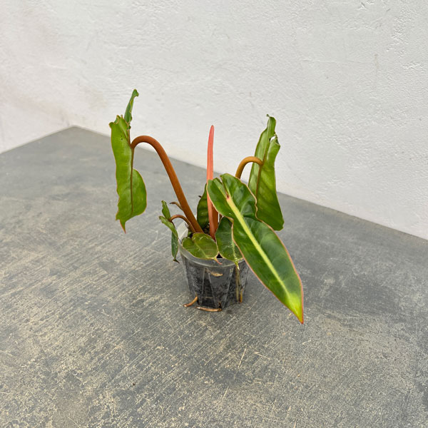 フィロデンドロン：ビレッティア　 2.5号ネガミエル植え