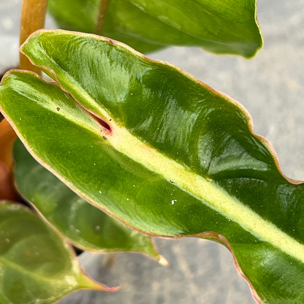 フィロデンドロン：ビレッティア　 2.5号ネガミエル植え