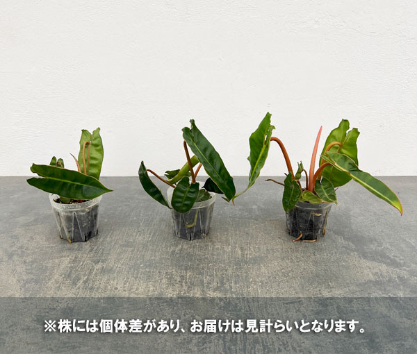 フィロデンドロン：ビレッティア　 2.5号ネガミエル植え