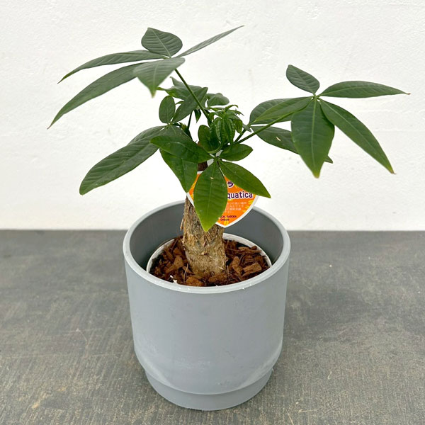 パキラ：グラブラ　3.5号ポット　鉢カバー付き(SKステップH12：アッシュグレイ)