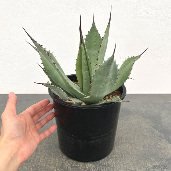 アガベ フレキシスピナ E 実生株 約40cm 日本花キ流通 多肉植物 caアガベ フレキシスピナ Agave flexispina