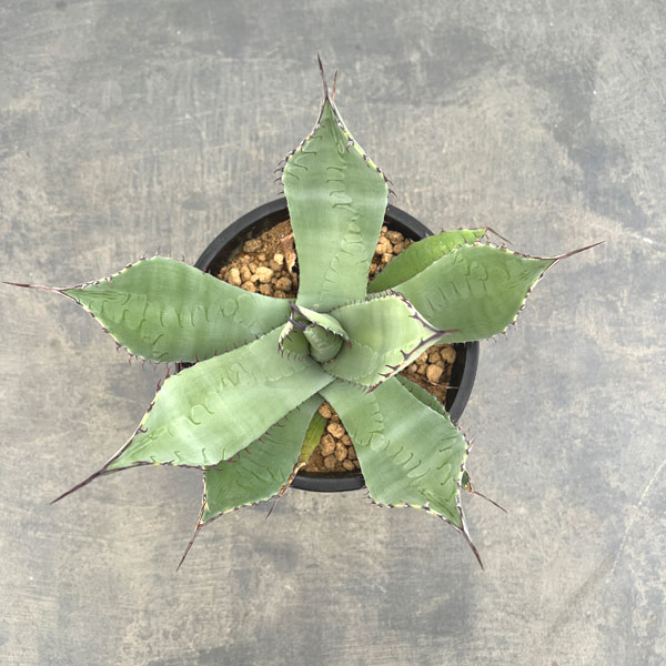 フレキシスピナ アガベ E 国内実生 多肉植物 flexispina｜ Agave フレキシスピナ アガベ 種子] 約40cm 実生株 アガベ