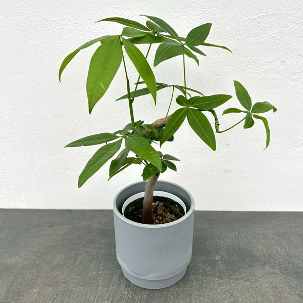 パキラ：グラブラ（ちょっと曲げ仕立て）　3.5号鉢入り　鉢カバー付き(SKステップH12：アッシュグレイ)